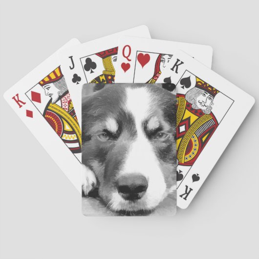JEU DE CARTES COLLIE FRONTALIÈRE (dos)