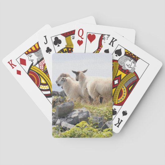 Jeu De Cartes Conception risquée - Moutons dans un champ (dos)