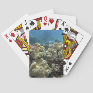 Jeu De Cartes Corail, récif d'Agincourt, Grande Barrière de cora