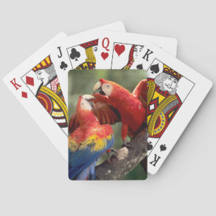 Jeu De Cartes Couple d'Ara rouge