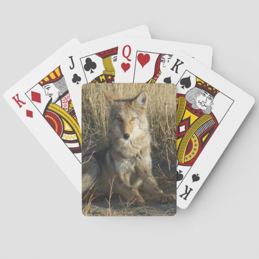 Jeu De Cartes Coyote R15 Couché (dos)