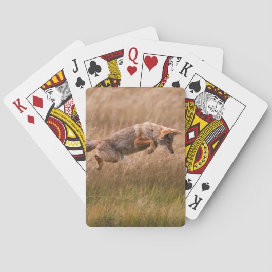 Jeu De Cartes Coyote sautant - prés de gibbon (dos)