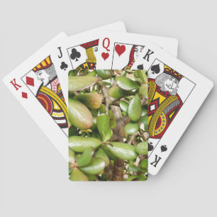 Jeu De Cartes Crassula ovata