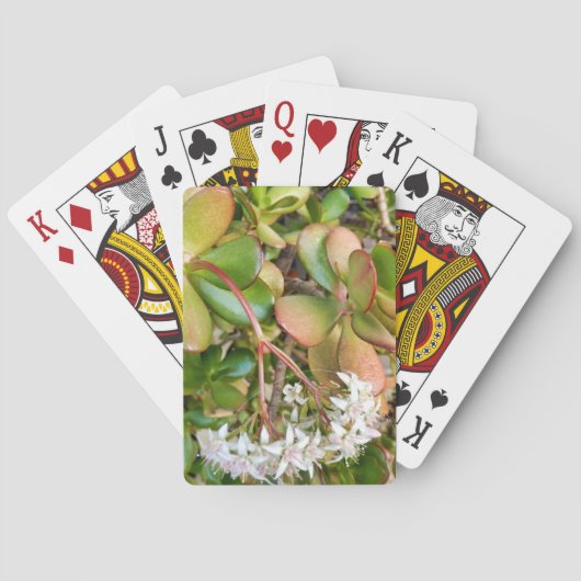 Jeu De Cartes Crassula ovata (dos)