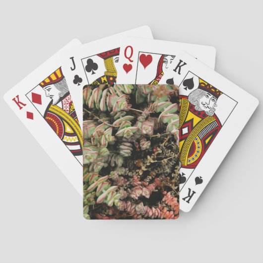 Jeu De Cartes Crassula perforata (dos)