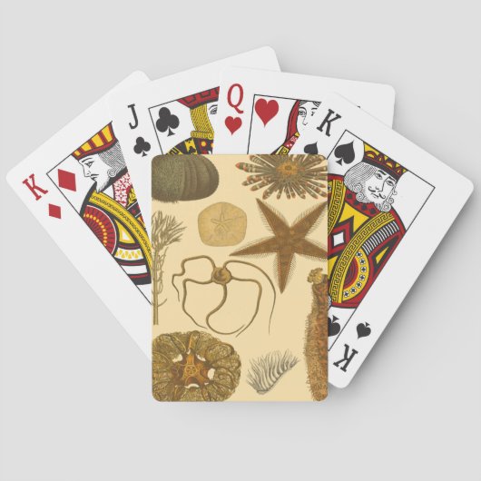 Jeu De Cartes Créatures sous-marines (dos)