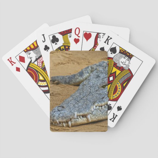Jeu De Cartes Crocodile (dos)