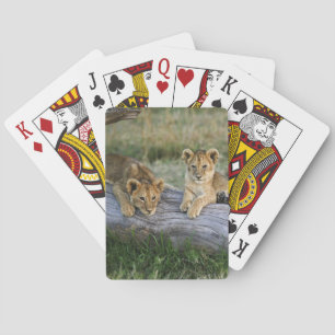 Jeu De Cartes Cubes de lion sur le journal