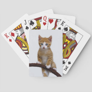 Jeu De Cartes Cute Baby Chat Kitten Jouer Funny Gym Photo -