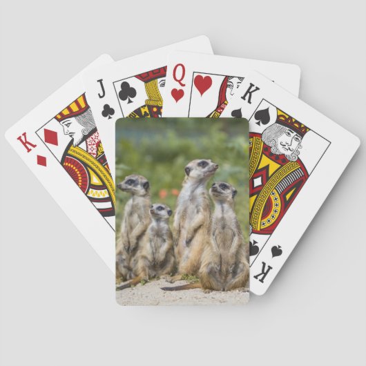 Jeu De Cartes Cute Meerkats (dos)