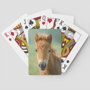 Jeu De Cartes Cute Shetland Pony Foal Horse Head Front Photo "