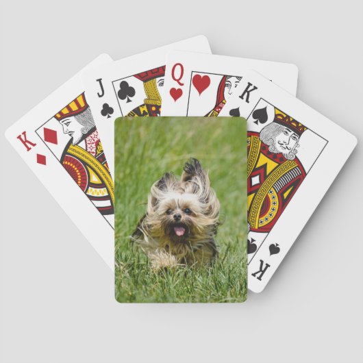 Jeu De Cartes Cute Yorkshire Terrier Running Through Grass (dos)