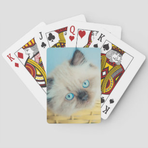 Jeu De Cartes Cutest Baby Animals Himalayan Seal Point Cat