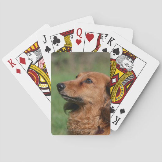 Jeu De Cartes Dachshund miniature à cheveux longs 2 (dos)