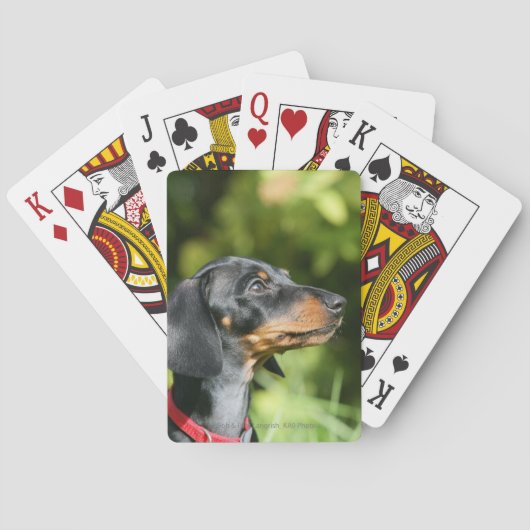 Jeu De Cartes Dachshund noir et tan Miniture 3 (dos)