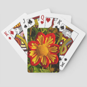 Jeu De Cartes Dahlia, ferme de dahlias, Canby, Oregon, États-Uni