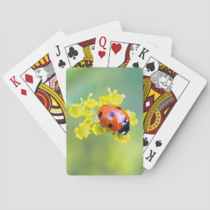 Jeu De Cartes dame sur le dessus