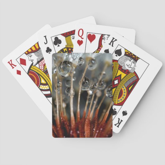 Jeu De Cartes Dandelion et gouttes d'eau, CA (dos)