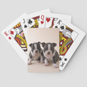 Jeu De Cartes Deux Chiots de Boston Terrier