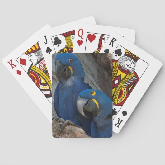 Jeu De Cartes Deux Macaws Hyacinth, Brésil (dos)