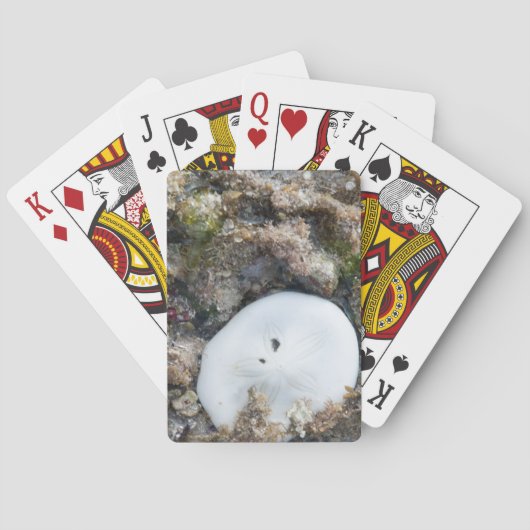 Jeu De Cartes Dollar du sable dans le Fiji Reef à Low Tide (dos)