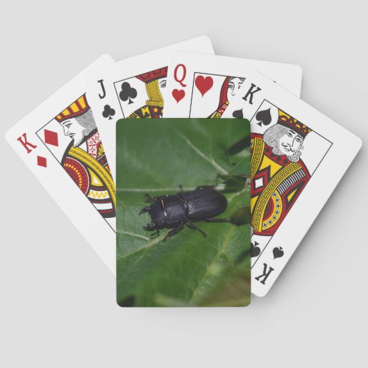 Jeu De Cartes Dorcus parallelipipedus, le moindre dendroctone du (dos)