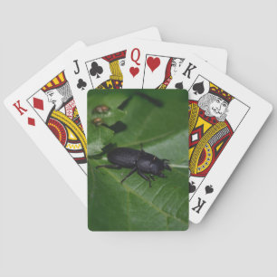 Jeu De Cartes Dorcus parallelipipedus, le moindre dendroctone du