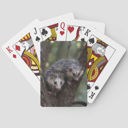 Jeu De Cartes Double difficulté dans la canopée : Sommes jumelle (dos)