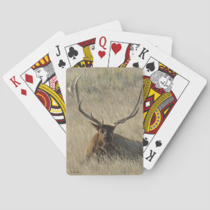 Jeu De Cartes E25 Élan mâle allongé dans l'herbe