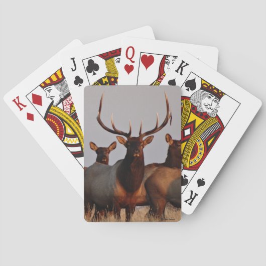 Jeu De Cartes E66 Elcs et vaches taureaux (dos)
