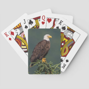 Jeu De Cartes Eagle chauve majestueux