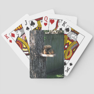 Jeu De Cartes Écureuil