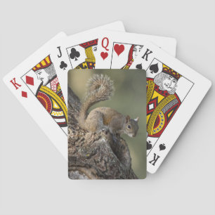 Jeu De Cartes Écureuil gris de l'Est, ou écureuil gris