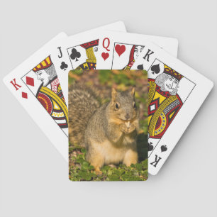 Jeu De Cartes Écureuil gris, mangeant, cacahuète, Crystal Spring