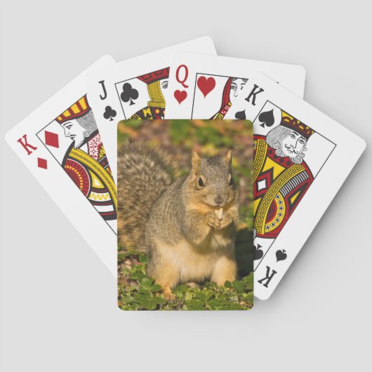 Jeu De Cartes Écureuil gris, mangeant, cacahuète, Crystal Spring (dos)