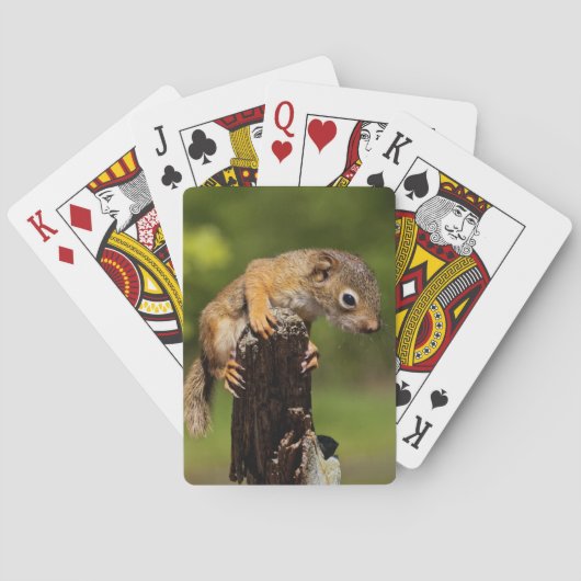 Jeu De Cartes Écureuil roux bébé (dos)
