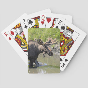 Jeu De Cartes Élan mâle avec grands bois pataugeant dans l'eau