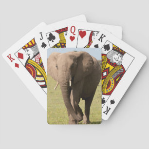 Jeu De Cartes Éléphant africain (Loxodonta Africana), Maasai