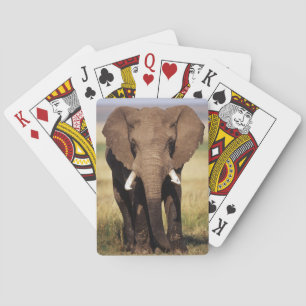 Jeu De Cartes Eléphant de Bush en Afrique