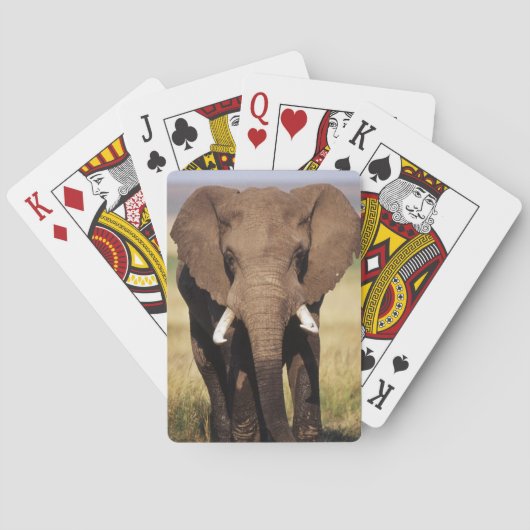 Jeu De Cartes Éléphant de savane d'Afrique (dos)