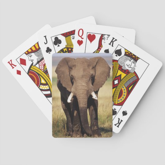 Jeu De Cartes Éléphant de savane d'Afrique (dos)