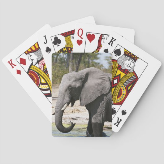 Jeu De Cartes Elephant (Loxodonta africana), Savute Channel (dos)