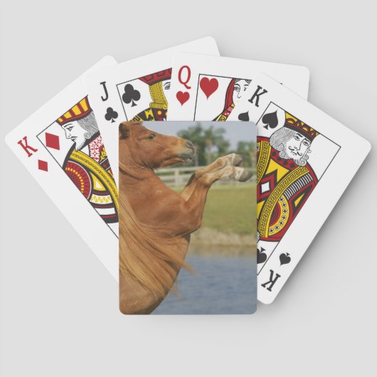 Jeu De Cartes Élevage de chevaux miniatures (dos)