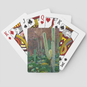 Jeu De Cartes États-Unis, Arizona. Champ de cactus saguaro au pi