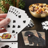 Jeu De Cartes États-Unis, Californie. Labradoodle assis (In Situ)