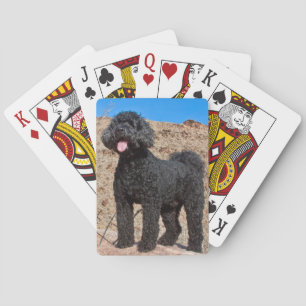 Jeu De Cartes États-Unis, Californie. Labradoodle debout