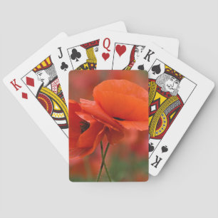 Jeu De Cartes États-Unis, Caroline du Nord. Gros plan sur un pav