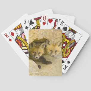 Jeu De Cartes États-Unis, Colorado, Breckenridge. Renard roux cu
