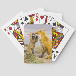 Jeu De Cartes États-Unis, Colorado, Breckenridge. Renard roux mè
