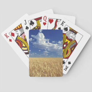 Jeu De Cartes États-Unis, État de Washington, Colfax. Blé mûr